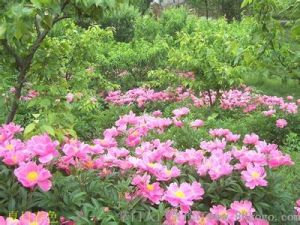 安吉荷花山 安吉荷花山