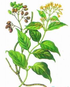 刻裂紫堇 刻裂紫堇