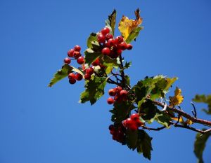 怪石峪植物--準噶爾山楂 阮國春 攝
