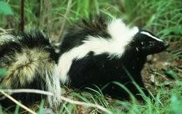 阿勒格尼山脈臭鼬 阿勒格尼山脈臭鼬