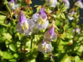 小葉韓信草 小葉韓信草