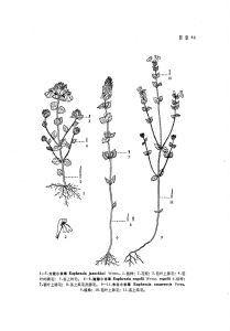 東北小米草 東北小米草