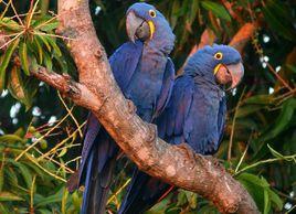 藍紫金剛鸚鵡