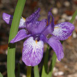 IRIS[鳶尾花]