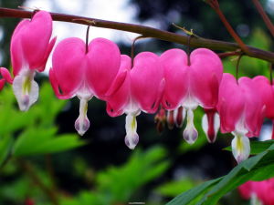 大花荷包牡丹 大花荷包牡丹