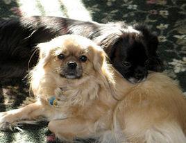 西藏獵犬 西藏獵犬