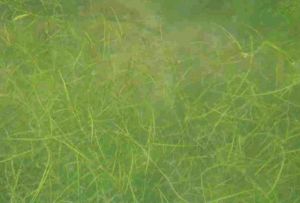 鈍脊眼子菜 鈍脊眼子菜