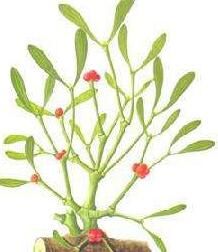 灰毛桑寄生（變種）