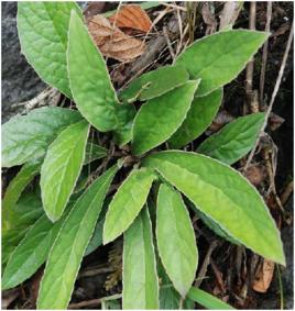 石面枇杷 石面枇杷