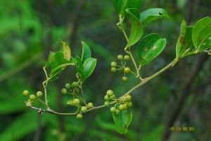 梵淨山菝葜 梵淨山菝葜