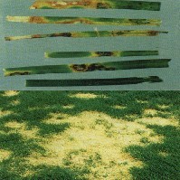 草坪鐮刀枯萎病