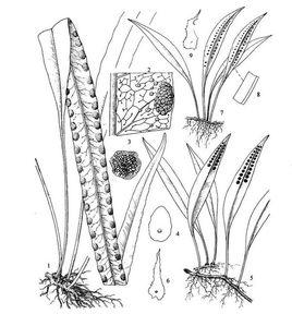 黃瓦韋[黃瓦韋]