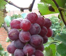 巨峰葡萄