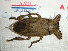 Lethocerus medius