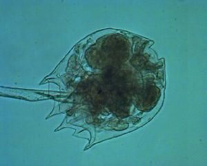 對棘異尾輪蟲 對棘異尾輪蟲