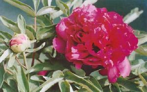 丹皂流金 丹皂流金