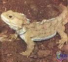 鱗龍次亞綱 鱗龍次亞綱