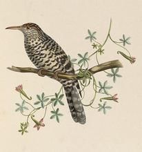 灰斑曲嘴鷦鷯 灰斑曲嘴鷦鷯