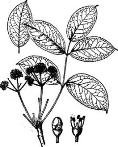 黃山銹毛五葉參(變種) 黃山銹毛五葉參(變種)