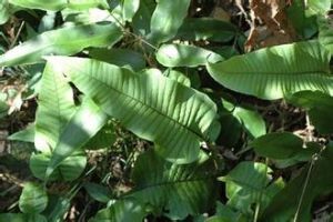 畸變劍葉盾蕨 畸變劍葉盾蕨