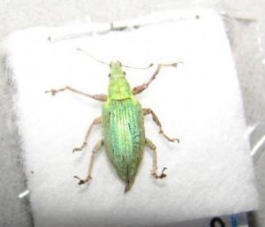 紅足綠象 紅足綠象