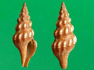 串珠卷管螺 串珠卷管螺