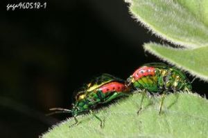 側緣亮盾背椿象 側緣亮盾背椿象