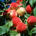 鹼水去鮮桃毛 鹼水去鮮桃毛