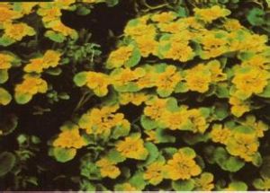 細弱金腰 細弱金腰