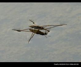 小型銳額溞 小型銳額溞