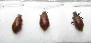 四斑角偽葉甲 四斑角偽葉甲