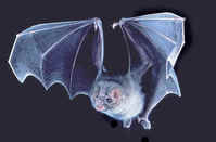 鹿島狐蝠 鹿島狐蝠