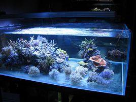 超白魚缸