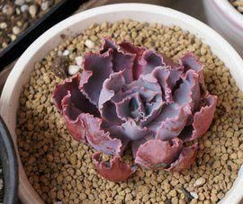 晚霞之舞 晚霞之舞