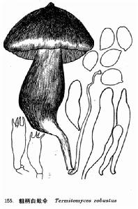 粗柄白蟻傘 粗柄白蟻傘