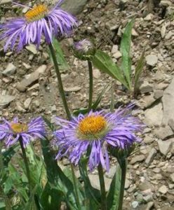 狹苞雲南紫菀 狹苞雲南紫菀