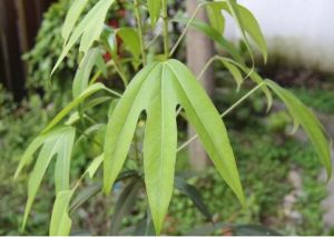 細梗樹參 細梗樹參