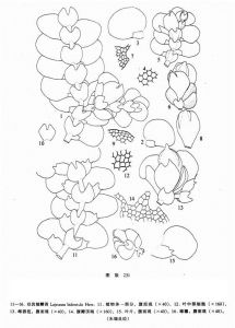 雙齒細鱗苔 雙齒細鱗苔