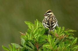 針尾維達鳥 針尾維達鳥