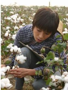 《棉花兒盛開》 《棉花兒盛開》