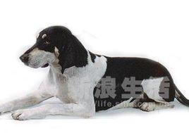 大型英法黑白獵犬 大型英法黑白獵犬