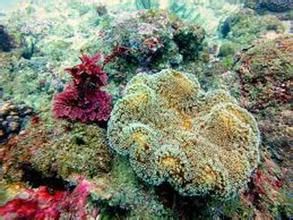 葉形盤珊瑚