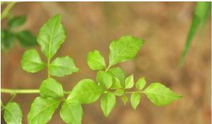 白簕（原變種）