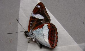 白斑俳蛺蝶 白斑俳蛺蝶