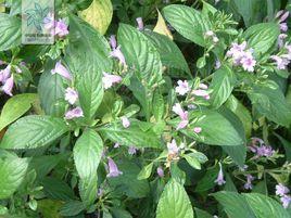 紫雲菜屬 紫雲菜屬