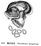 蒙古靈芝 蒙古靈芝