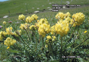 黃花棘豆 黃花棘豆