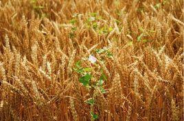 轉基因小麥 轉基因小麥