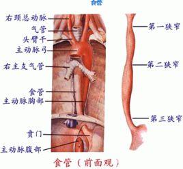 食道三狹 食道三狹