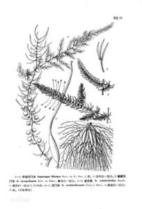 短梗天門冬 短梗天門冬